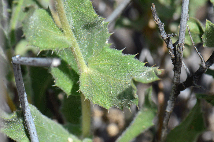 Mojave Woodyaster has green leaves up to a maximum of 4 inches long with a soft hairy glandular pubescence and spiny teeth along the leaf margins. Xylorhiza tortifolia